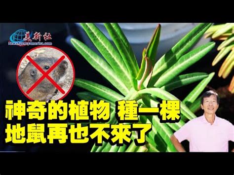 老鼠破壞盆栽 筆劃查詢